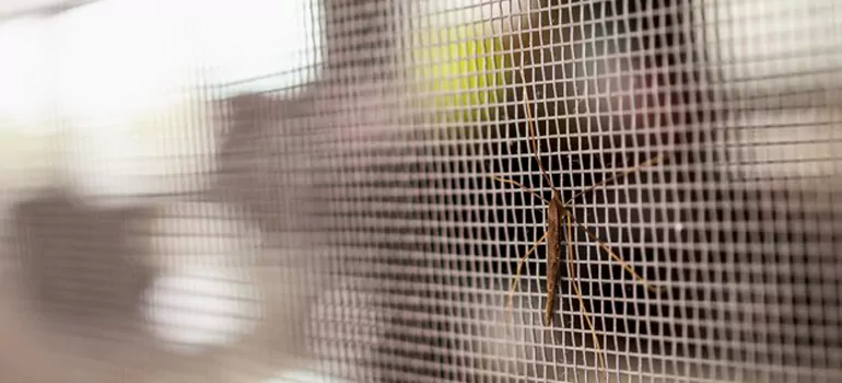 Repair Mosquito Mesh For Windows in Keystone, FL